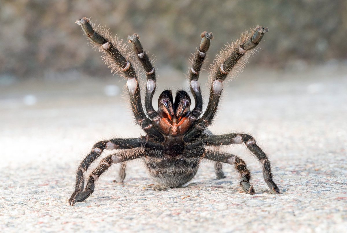 Arachno_AZ's tweet photo. For this #Tarantula Appreciation Day, let's welcome the Persian Gold Tarantula (Chaetopelma persianum), our most recently described #newspecies in @ZooKeys_Journal!

Guest blog post: https://t.co/YSW4sRQuol
Article: https://t.co/X6soKRe16r https://t.co/JMbEGVrnFh