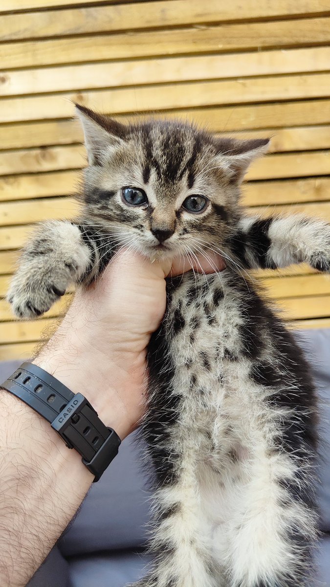 Anyone in Dublin 8 missing this little cutie? Found it crying, stuck under a car's engine in Oscar Square. Please RT.