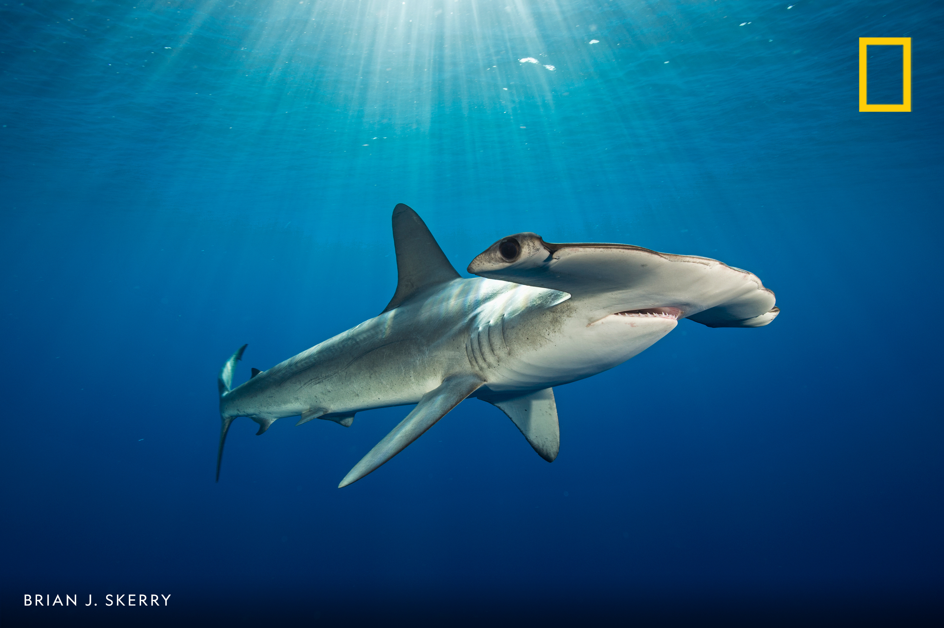 Hammerhead Sharks  National Geographic