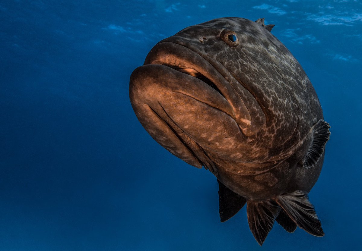 Groupers are a stout-bodied fish, not built for fast swimming but swallowing prey whole. With a wide mouth, few teeth but powerful jaws, they feast on fish, octopuses, and crustaceans. The Atlantic Goliath tops the charts at 880lbs and 7ft 11in!