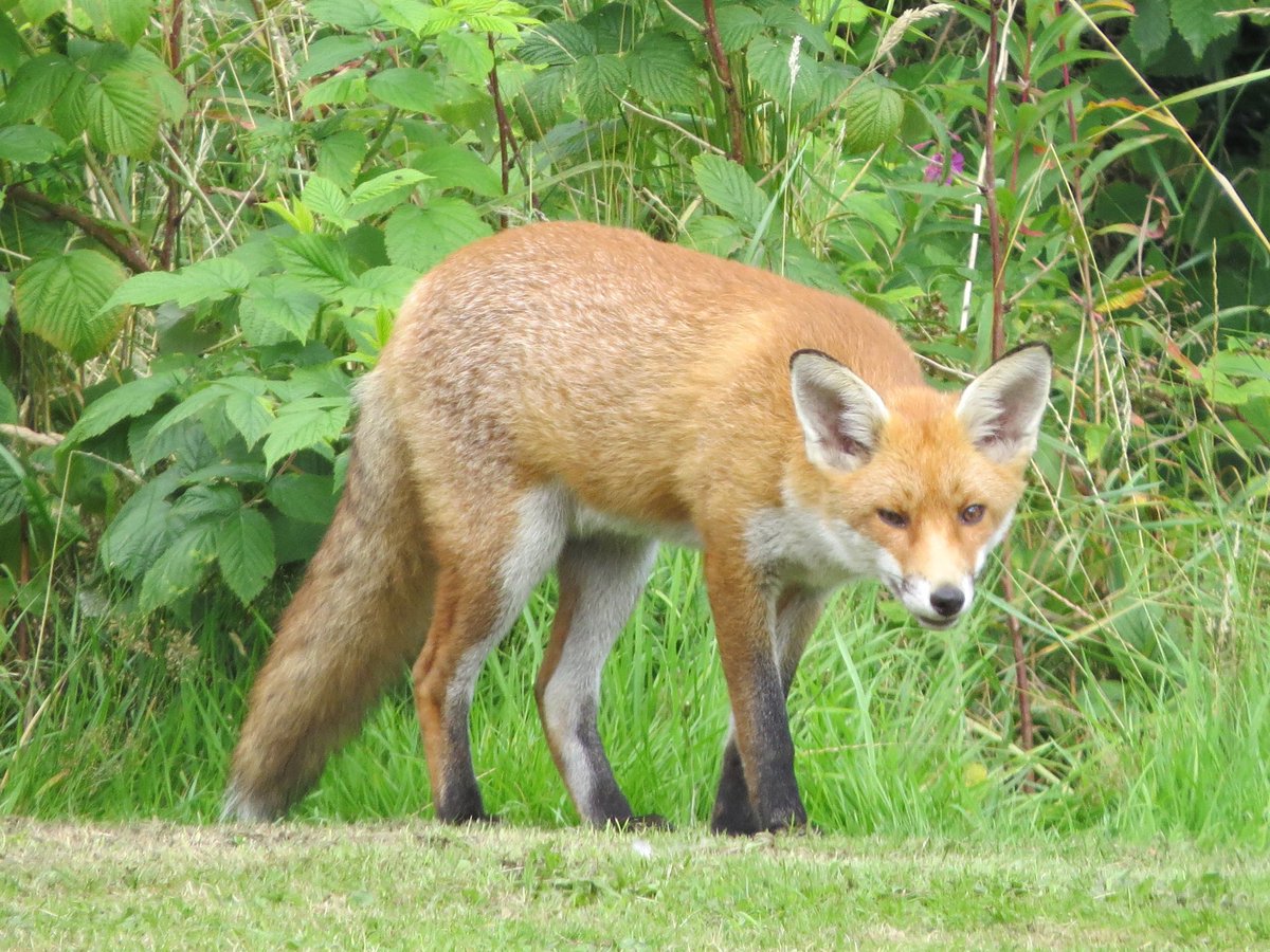 A couple of pics of the Cub 🧡🦊