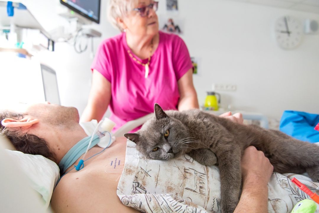 fnolomouc's tweet photo. Na dnešek připadá Mezinárodní den koček – a my si při této příležitosti připomínáme, že tato chlupatá (i nechlupatá), vrnivá, přítulná a leckdy hodně svéhlavá zvířátka umějí své schopnosti využít kouzelným, terapeutickým způsobem. Děkujeme za to! https://t.co/dQZODwMc0Y https://t.co/WOSIpxSLL3