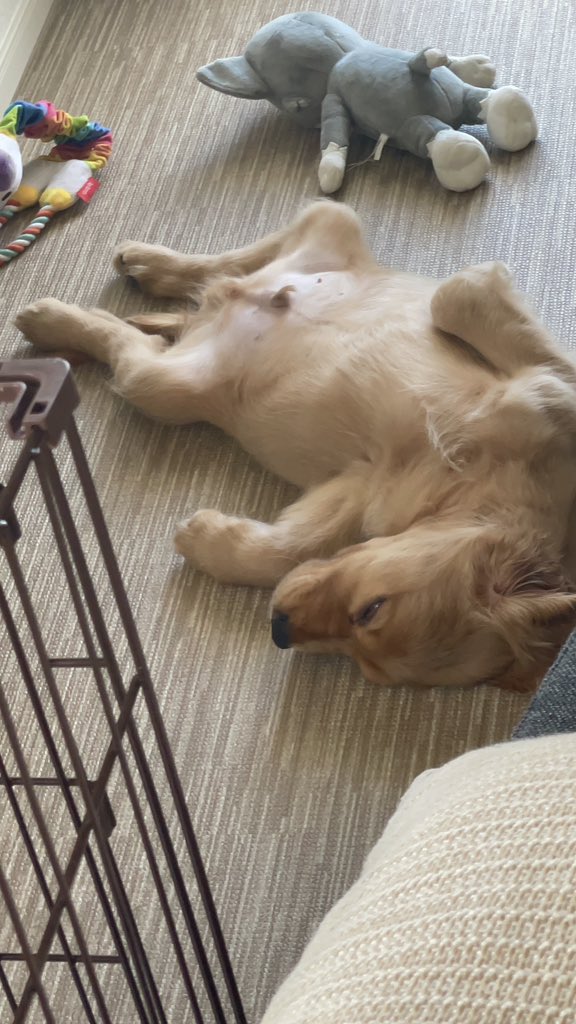 _isirui_'s tweet photo. 6月に子犬を迎えました💓
ゴールデンレトニエルの男の子です🐶

今年の初めに亡くなった17年生きた実家のわんちゃんにどこか似ています😌

dad   E•コッカースパニエル
mom G•レトリバー https://t.co/8xZ5e9SrBd