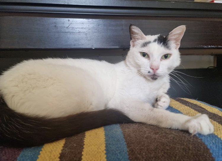 _LeChatPitre's tweet photo. Aujourd’hui c’est la journée internationale du #chat !
Pour cette occasion nous vous présentons la jolie et très douce Lady actuellement à l’adoption 💚

Et vous ? Présentez-nous vos chats 😻 https://t.co/Ujcv4oyvGk