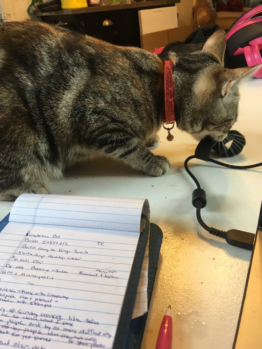 My coworker sabotages my work. #PhotoChallenge2033August #Saoirse #CatsofTwitter #rescuecat #AdoptDontShop #hostileworkenvironment
