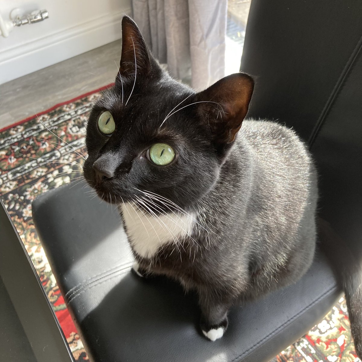 FunSizeSuze's tweet photo. My baby #FaradayCat (and his darling sister #BellatrixCat) are 6 years old! Happy #InternasionalCatDay to all who celebrate - though in this house EVERY day is International Cat Day 🥰 https://t.co/ywl6hx7DwV