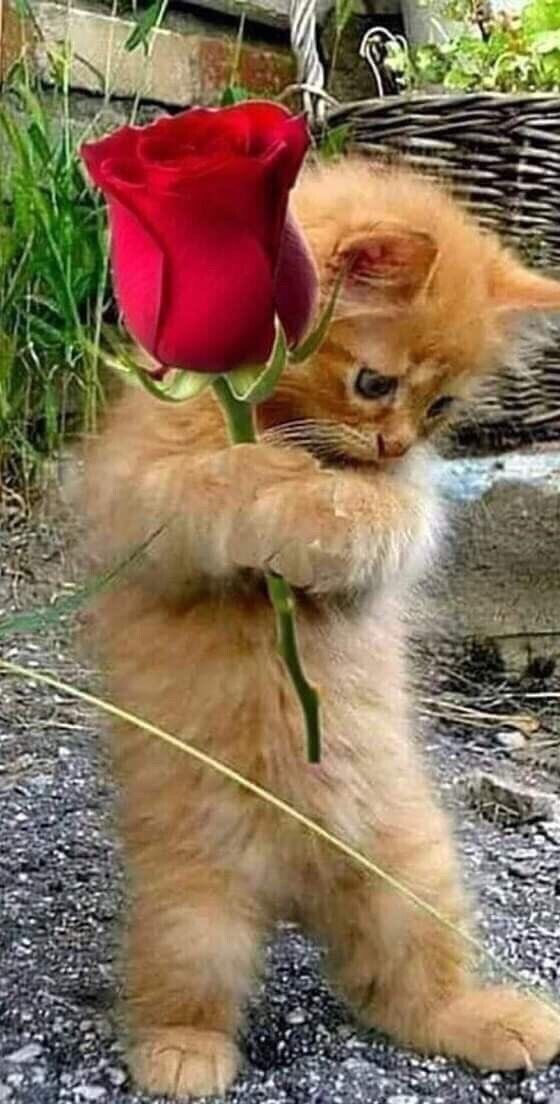 #journeeinternationaleduchat 
#اليوم_العالمي_للقطط 
😻🌹😻