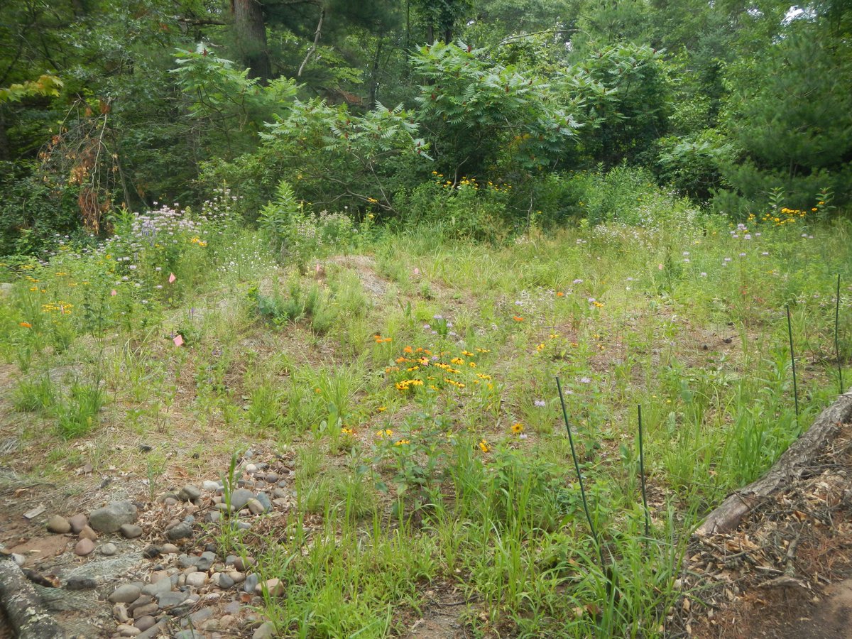 RAIN COLLECTION 101, TUESDAY, AUGUST 8:
Save water, reduce stormwater runoff, nourish your garden by harvesting rainwater. Discover the benefits of rain collection. #WIStormwaterWeek #RainCollection101 #waterislife Roots filter nutrients and toxins from stormwater.