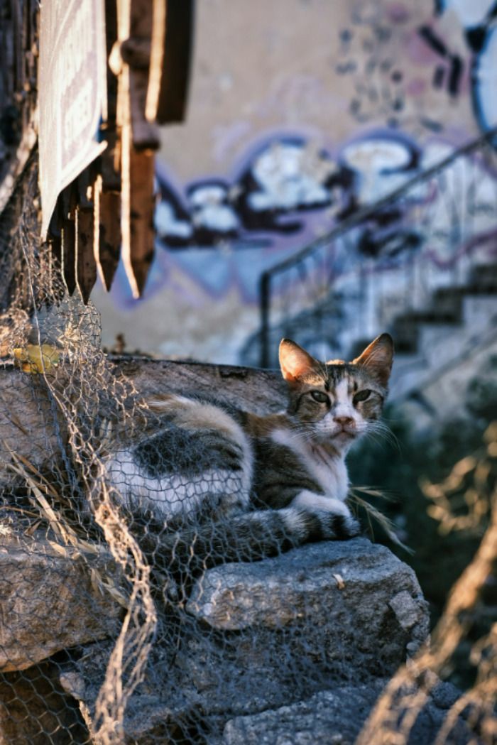 minividi1's tweet photo. On #InternationalCatsDay Do not forget stray & street cats 🙏 #Adoptnotbuy, please https://t.co/9qgKnh3JFO