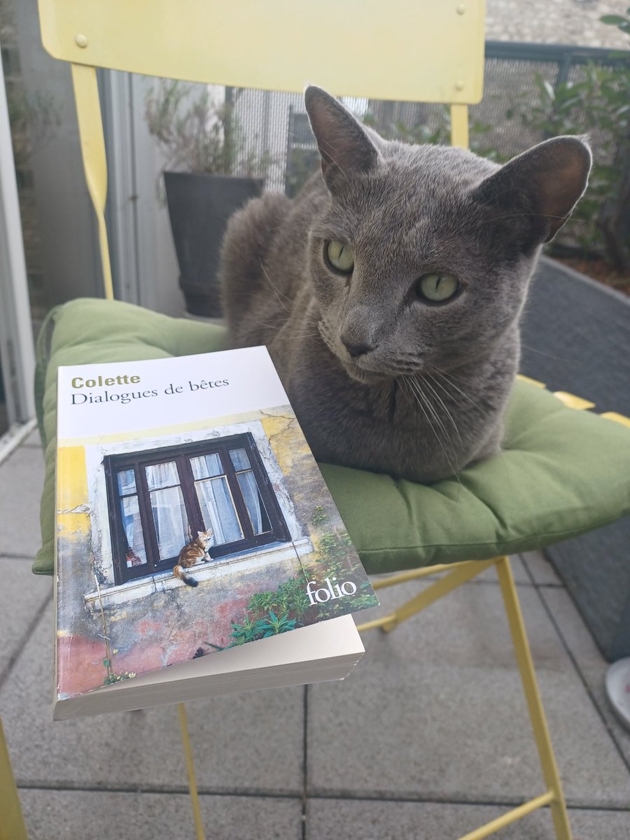 Estelle_Co's tweet photo. Journée internationale du chat, ce 8 août ! https://t.co/JupZa9TcGr