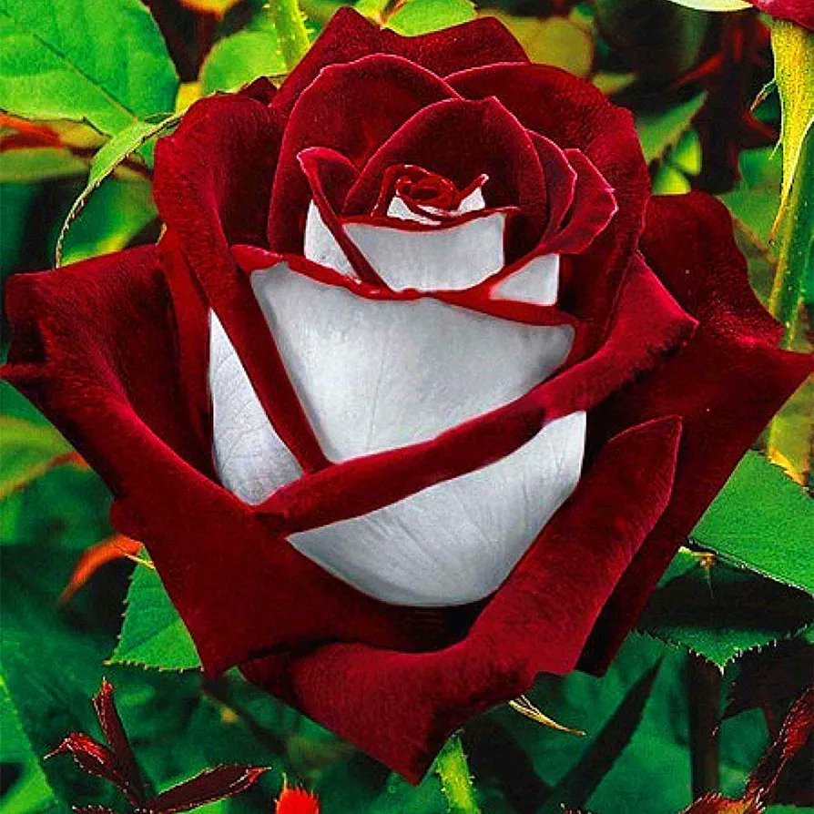 DanielBerk10379's tweet photo. Rose 🌹 https://t.co/LGhugJo4tt