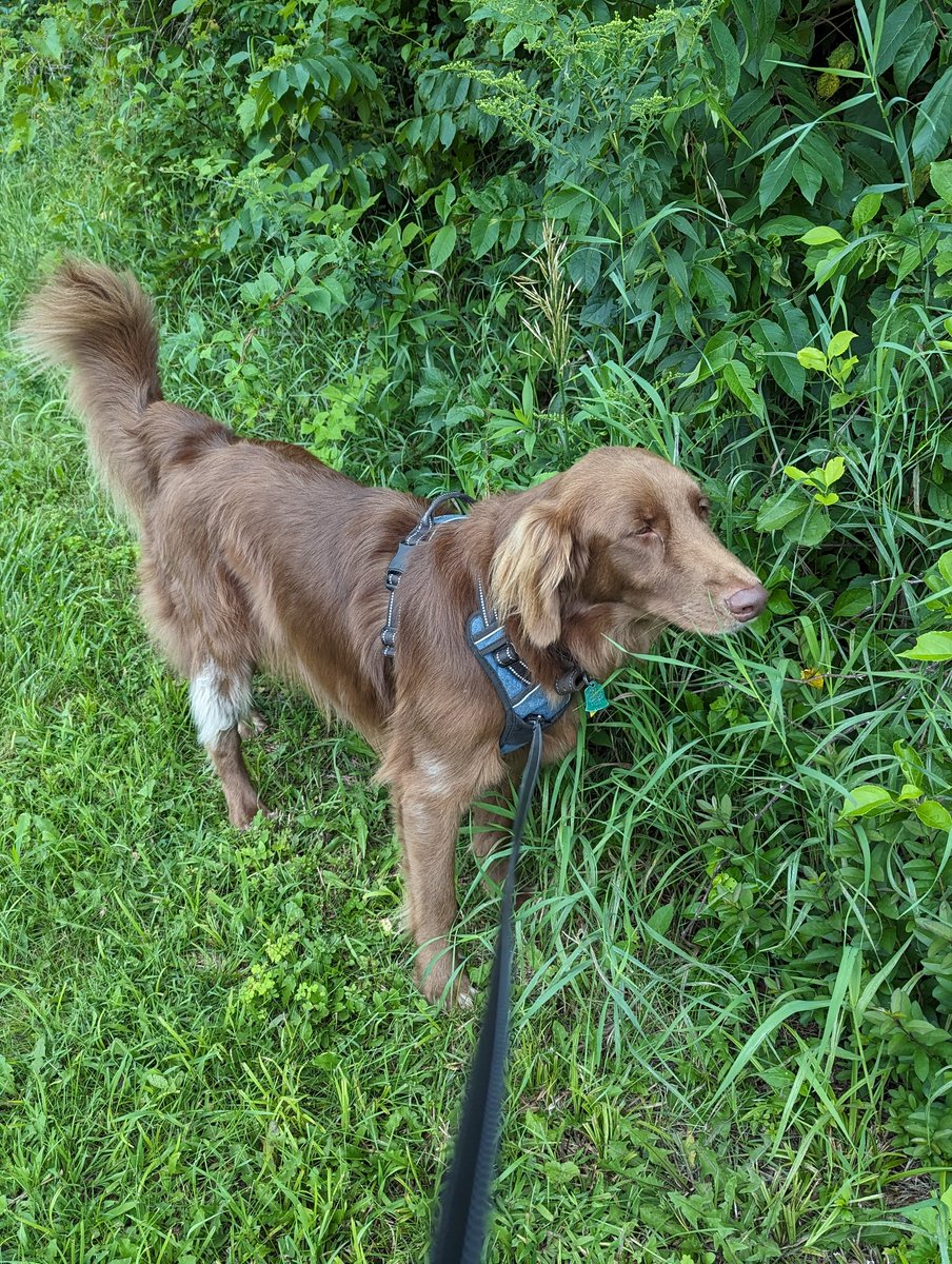 HeighHoSilver's tweet photo. Happy Birthday to Jack! 2 years old and a connoisseur of fine grasses everywhere! #dogsoftwitter DogsOnTwitter #BirthdayDogs https://t.co/LUqa6jbIhk