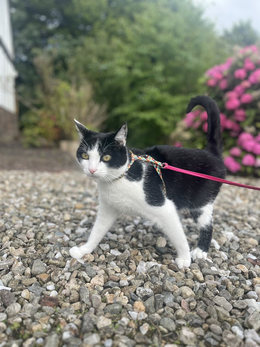 Almost too busy to wish you a happy #InternationalCatsDay … and yes Brontë wears a lead & harness when she’s outside 🙈🐾