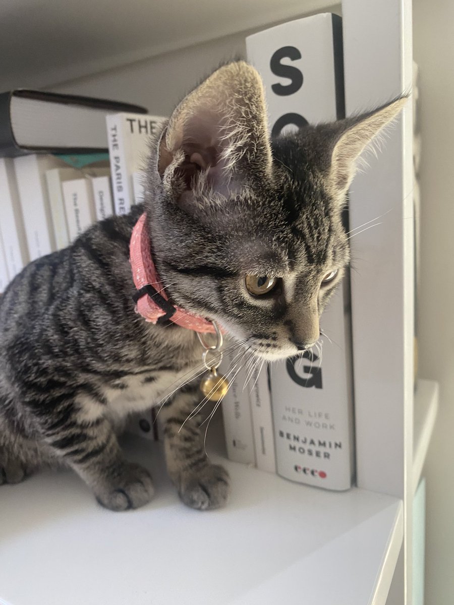 LilahHaze's tweet photo. My foster Kittens are ready adoption 🩵💜💕🖤❤️💚 reach out if you are interested. They are super loveable and cuddly. Litter trained. They will be spayed/neutered with their shots 😻😻😻 #NationalCatDay https://t.co/N1R4torQsM