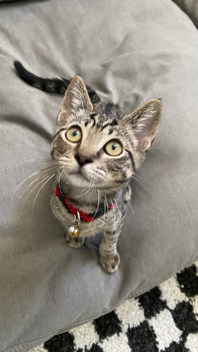 LilahHaze's tweet photo. My foster Kittens are ready adoption 🩵💜💕🖤❤️💚 reach out if you are interested. They are super loveable and cuddly. Litter trained. They will be spayed/neutered with their shots 😻😻😻 #NationalCatDay https://t.co/N1R4torQsM