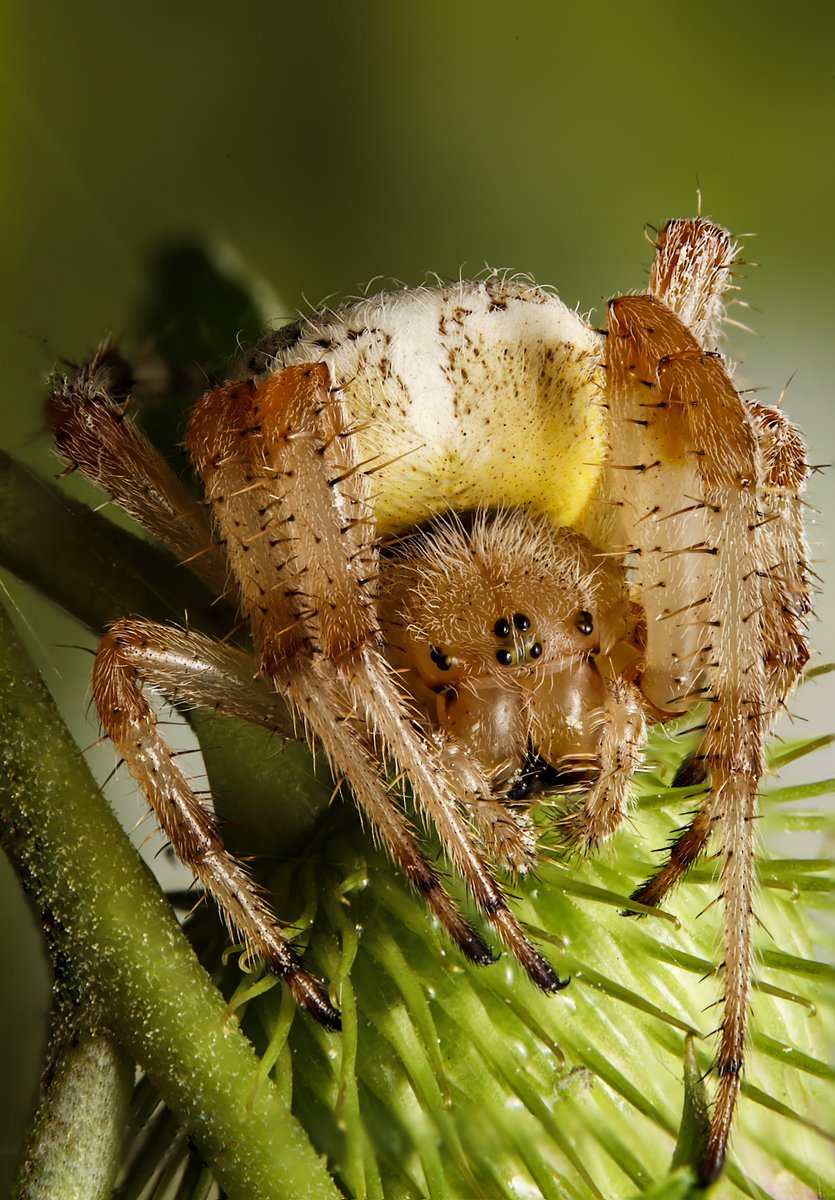 SB_PhotoStyle's tweet photo. A shy little ball of quills with eight legs.

#macrophoto #macrophotos #photomacro #insects #macroworld  #macrophotographer #macroaddict #macro_world #naturelovers #naturelover #naturephotography #macrolove #macro_love #biodiversity #macrophotography #macro #macronature #spider https://t.co/9zbn7JT1SX
