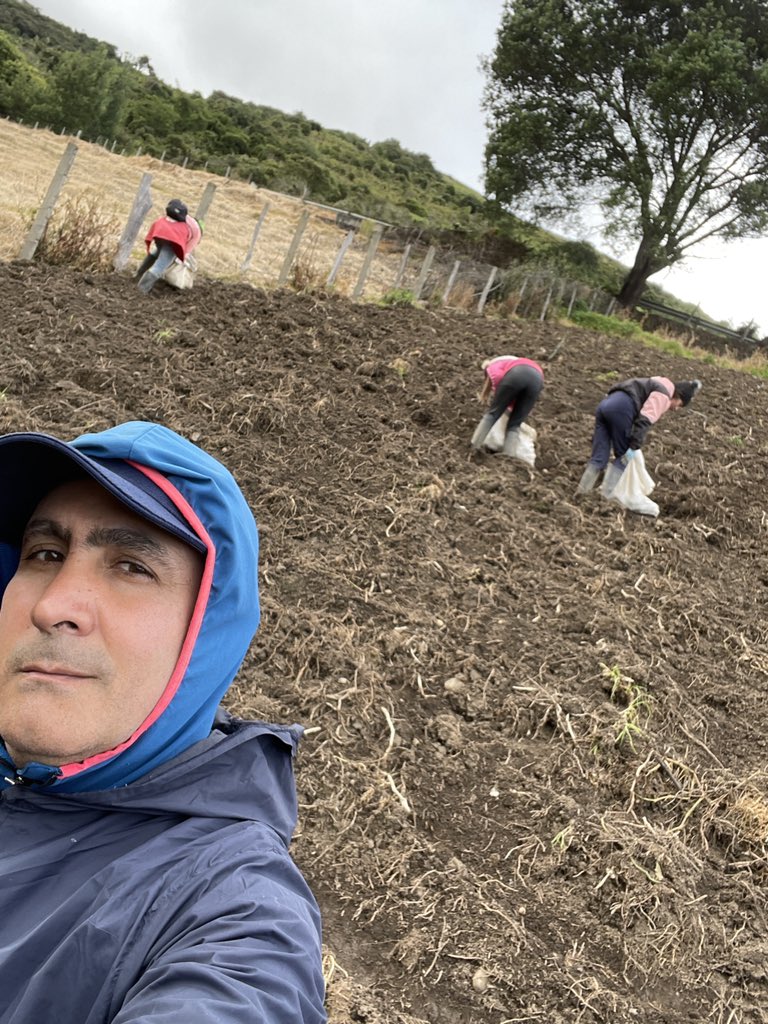 rjrmtoros's tweet photo. Sembrando Papa variedad granola, clase certificada,Hda Las Porqueras de #Inasveraca/@ganaderialosramirez no paramos en apostar por #Venezuela,1 grupo esta arrancando papa,y otros charapeando para arrancar en 15 días,bendecidos x Dios Nuestro Señor #104añostrabajandoporvenezuela https://t.co/Ic7yZO2QWW