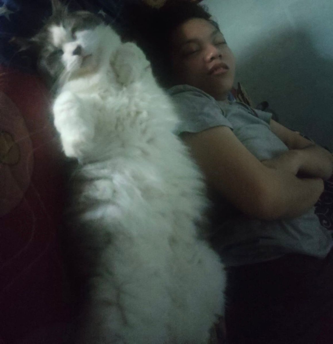 haeahmad's tweet photo. Hari kucing https://t.co/PmF3nRnplx