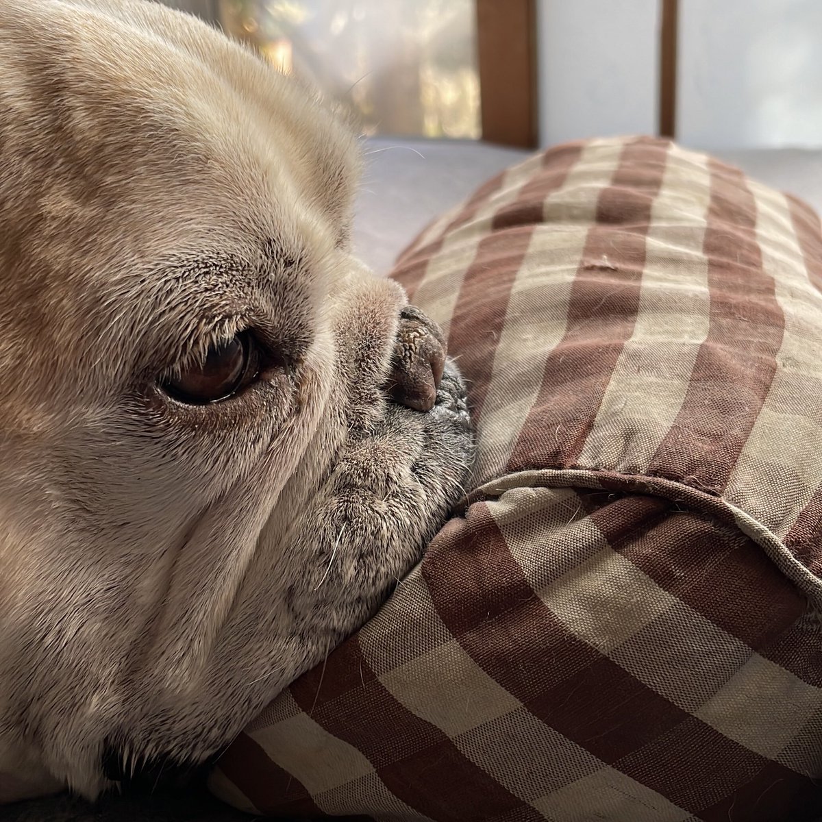 ゆうと tweet media