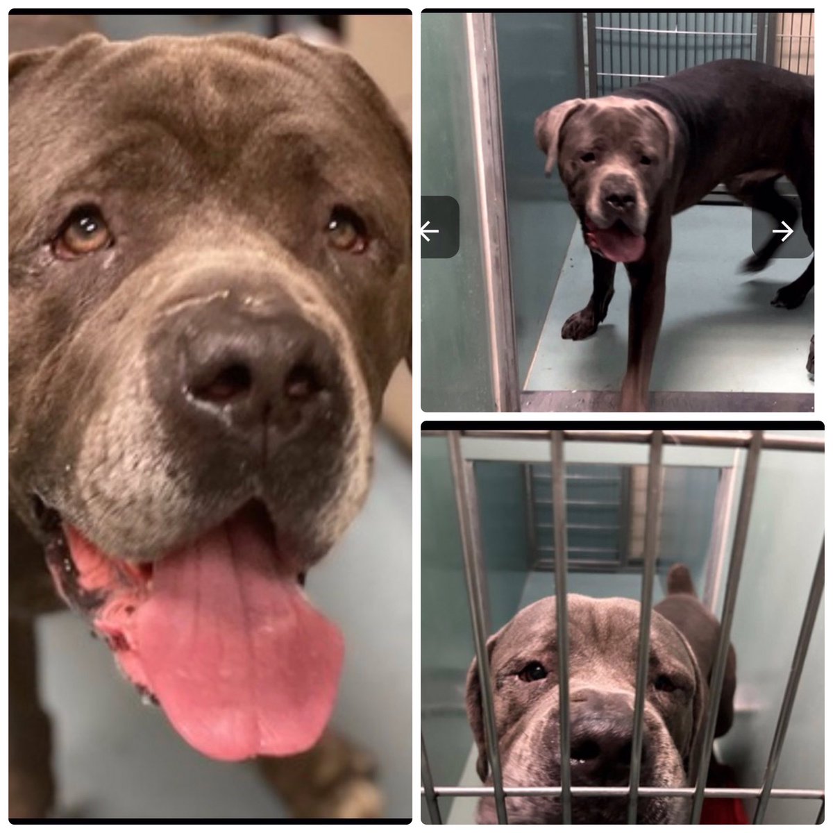 💔Bronco💔 #NYCACC #178782 5y ▪️Past Deadline💉 ▪️Only $155 Pledges Sweet, gentle giant found stray. Beautiful boy's trying 2 be brave. Adores ppl, social, distressed by dogs in shelter. Needs loving, N.East #Foster, 4 security, 2 decompress, as only pet. Pls #pledge 💕Bronco