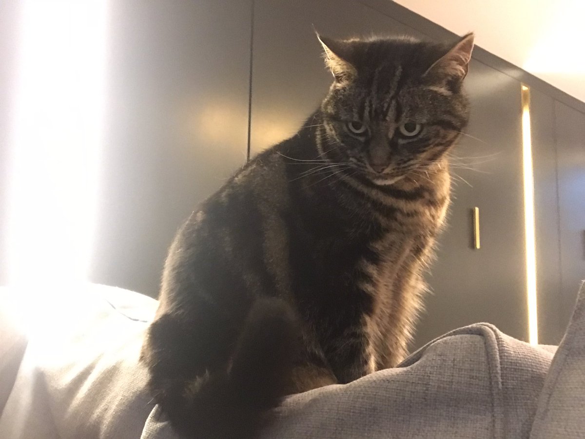 Catswhiskersuk's tweet photo. Sharing delightful moments with Delia, who clearly knows the art of perfect cuddling. 🐱💖  #CuddleExpert #CherishedMoments https://t.co/EZoIhyQr0v