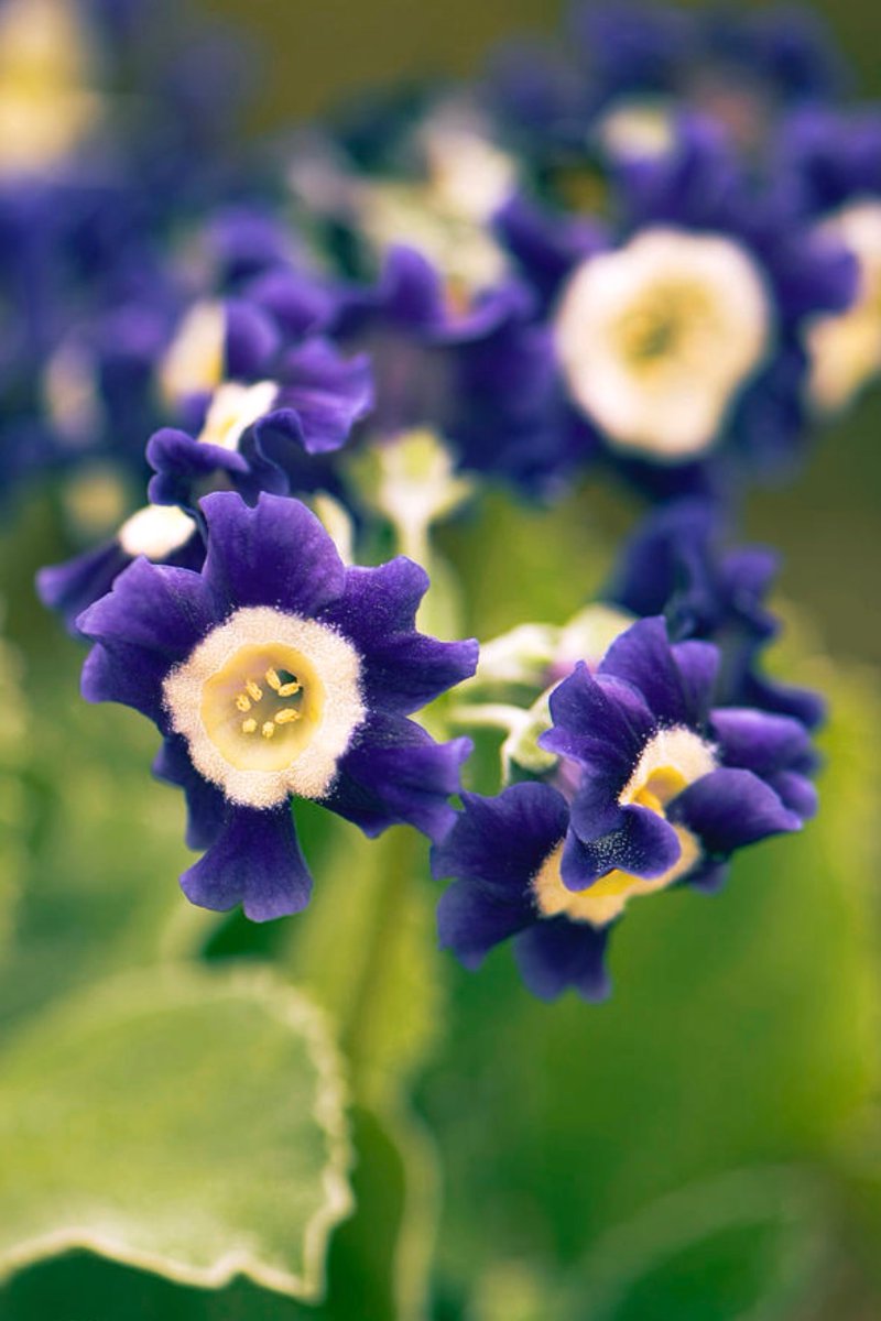 Photography by Adrian Thomas

Primula Auricula ‘old Irish Blue’
flowers.