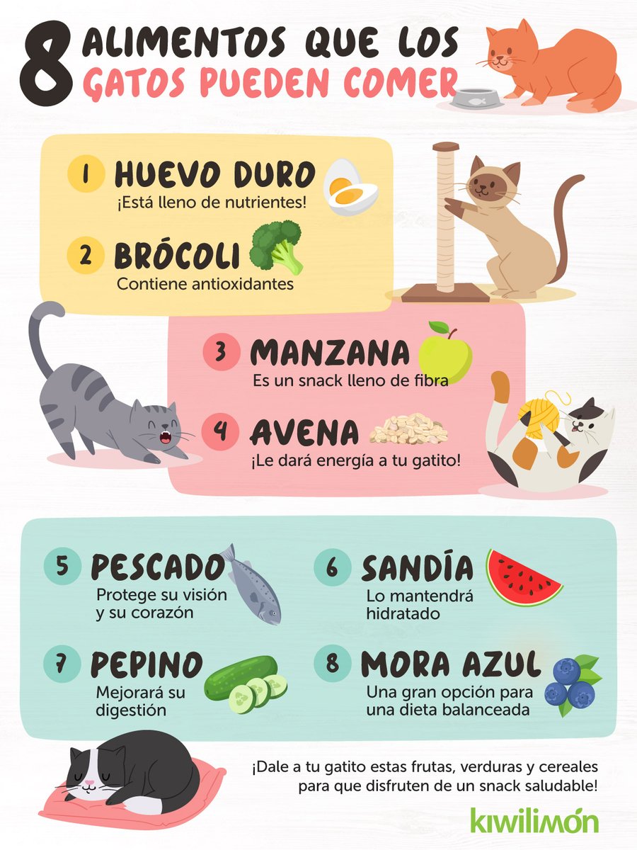 Estos son los alimentos que tu gatito sí puede disfrutar, ¡toma nota! 🐱🥦🥚
#DiaInternacionalDelGato #kiwilimon
