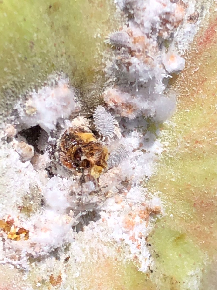 redfaragon's tweet photo. #Pseudococcus viburni se observa cada vez un poco más frecuentemente en los frutales aragoneses.
Gracias A. Puntos
#ATRIA #SanidadVegetal https://t.co/RonNZxe5gy