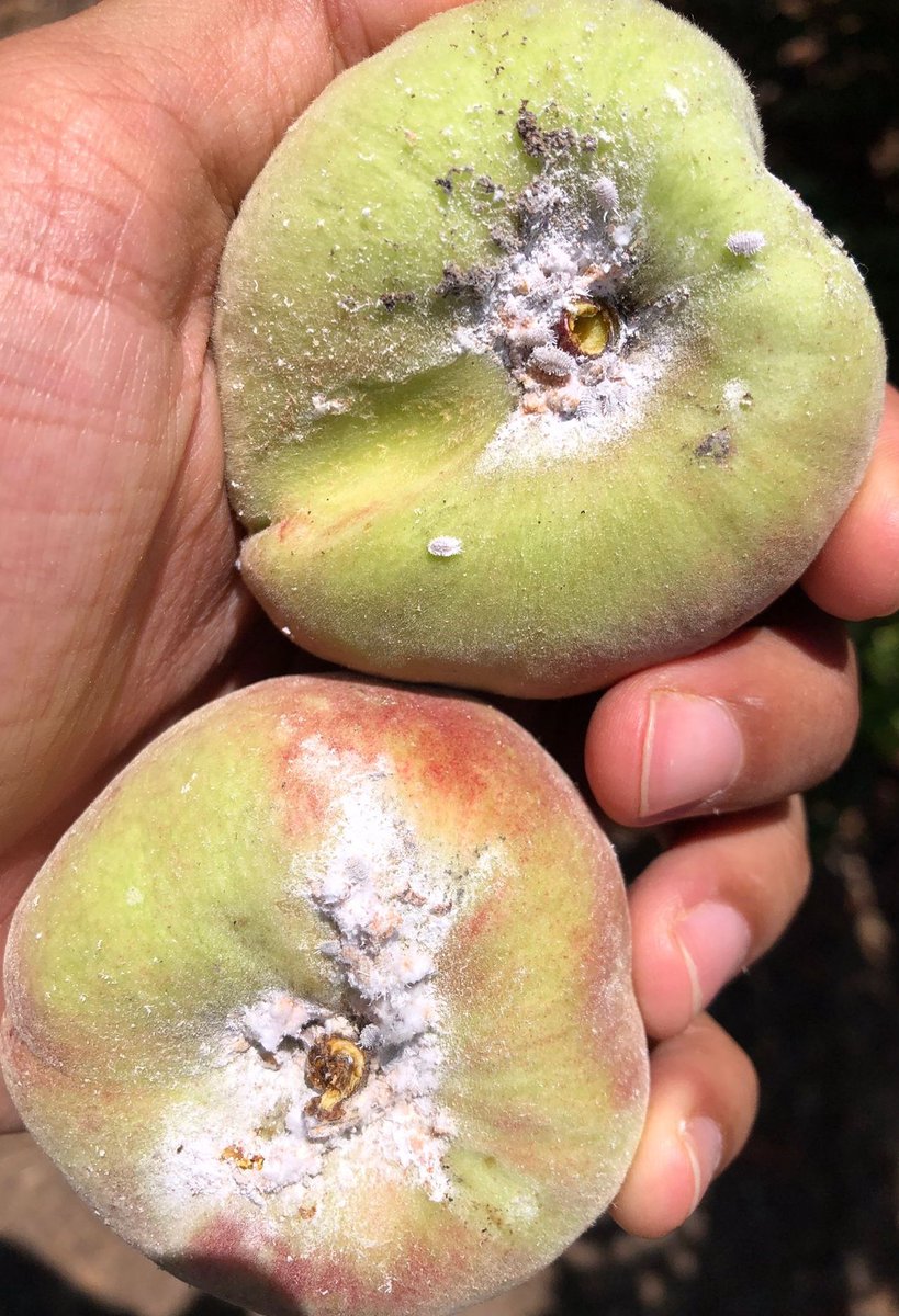 redfaragon's tweet photo. #Pseudococcus viburni se observa cada vez un poco más frecuentemente en los frutales aragoneses.
Gracias A. Puntos
#ATRIA #SanidadVegetal https://t.co/RonNZxe5gy