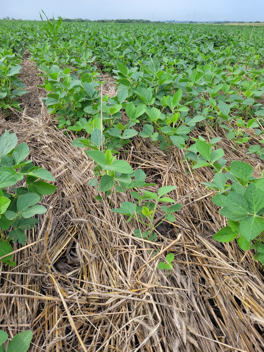 Pic from NE KS 2 weeks ago.  Soil sampling with growers challenged by residue issues.  Preparing to convert this trash into available nutrients, humus, and alleviate pathogen load.  Prepping for 2024 planting!  <a href="/BioSItechnology/">Bio SI Technology</a>