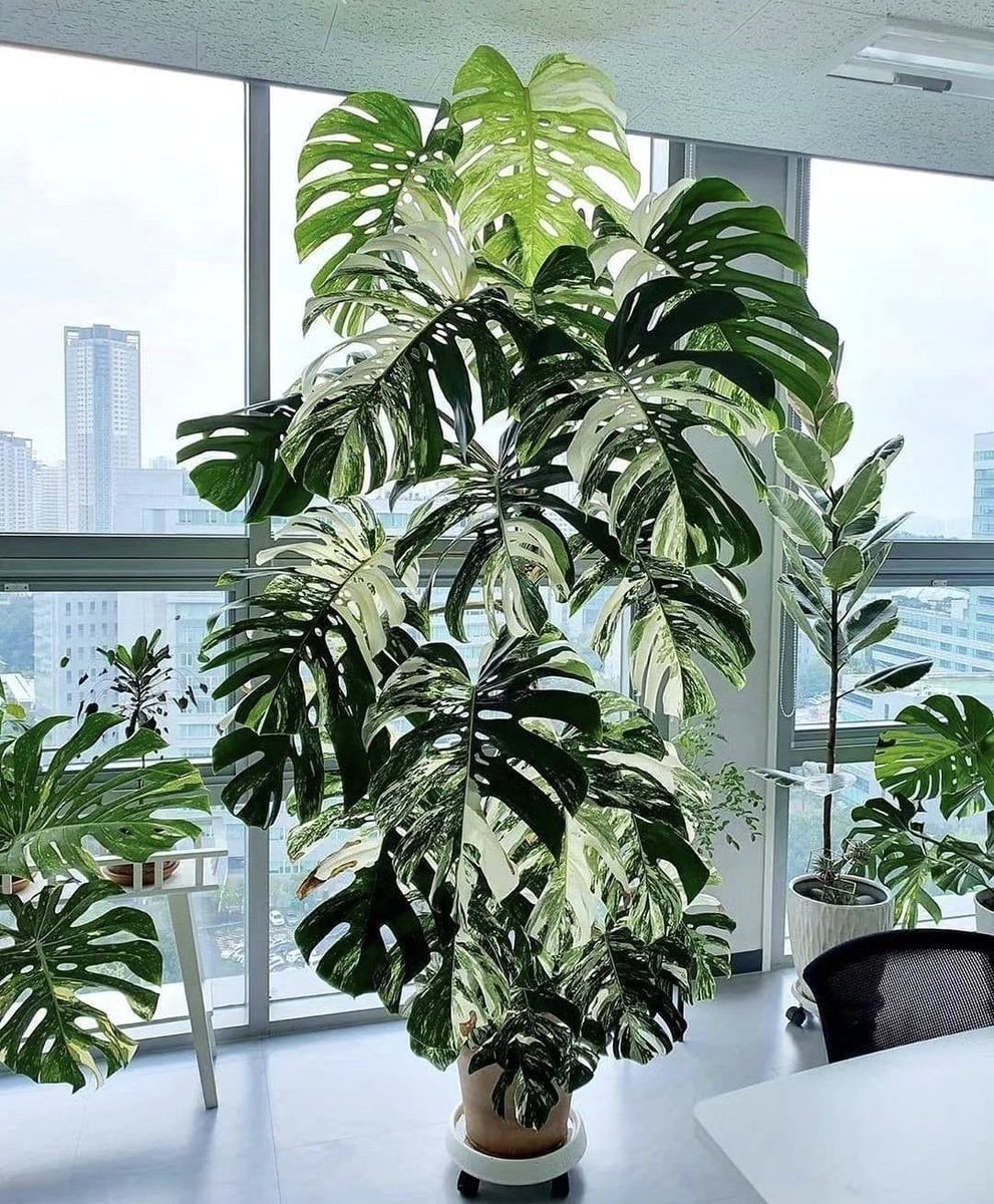 HobbyistPlant's tweet photo. A beautiful Monstera Albo🌿 https://t.co/JICWfFF2hI