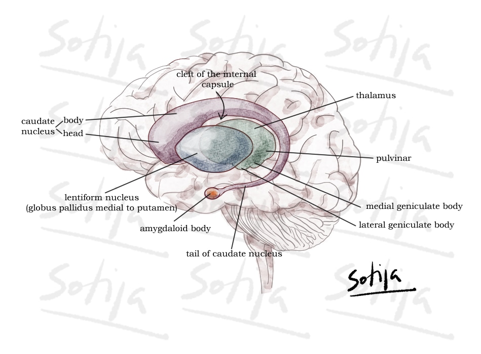 PerovicSofija's tweet photo. • basal ganglia &amp; related structures
A group of subcortical nuclei important for many brain functions such as movement, learning, cognition &amp; emotion
#neuroanatomy #brain #braindrawing #basalganglia #neuroscience #brainfunction #brainstructure #centralnervoussystem https://t.co/tuKa8IGPHN