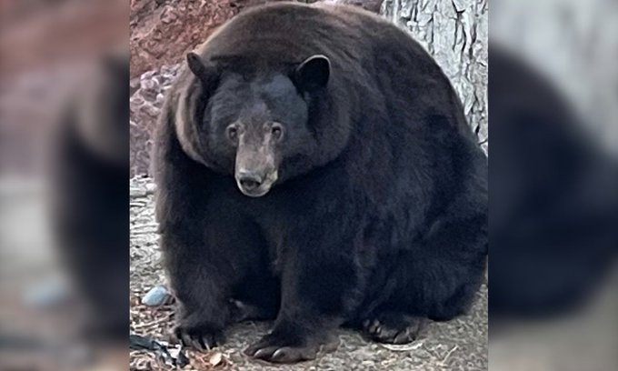 MikeBrunning's tweet photo. a american Black Bear 
(see next picture) https://t.co/EgGP0B8Wb3