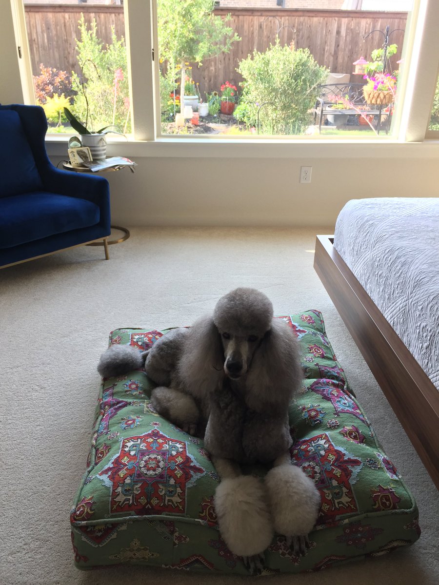 quamee1's tweet photo. @PoodleLannister chillin https://t.co/zbWPfCsfCx