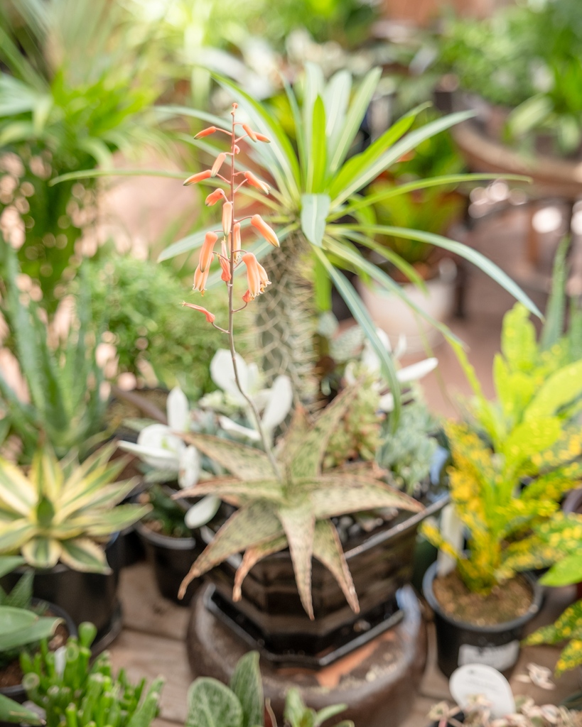 cornellfarm's tweet photo. Check out a few of the unusual succulent specimens we've been enjoying in our Houseplant Greenhouse lately. 🌵🤩

1: Euphorbia ammak
2: Aloe rauhii
3: Pseudorhipsalis ramulosa https://t.co/CCW24vel5S