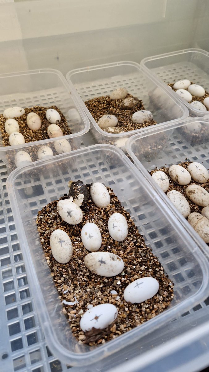 ProjectEmysR's tweet photo. 🐢 Baby boom @SEALIFESpeyer 

First #Emys #turtle hatchlings of the year in the captive facility providing individuals for #reintroduction in Germany. Eggs are incubated 30°C for promoting females since sex determination is temperature dependent in Emys. 

Photos by Arndt Hadamek https://t.co/vuA8DbLRUd