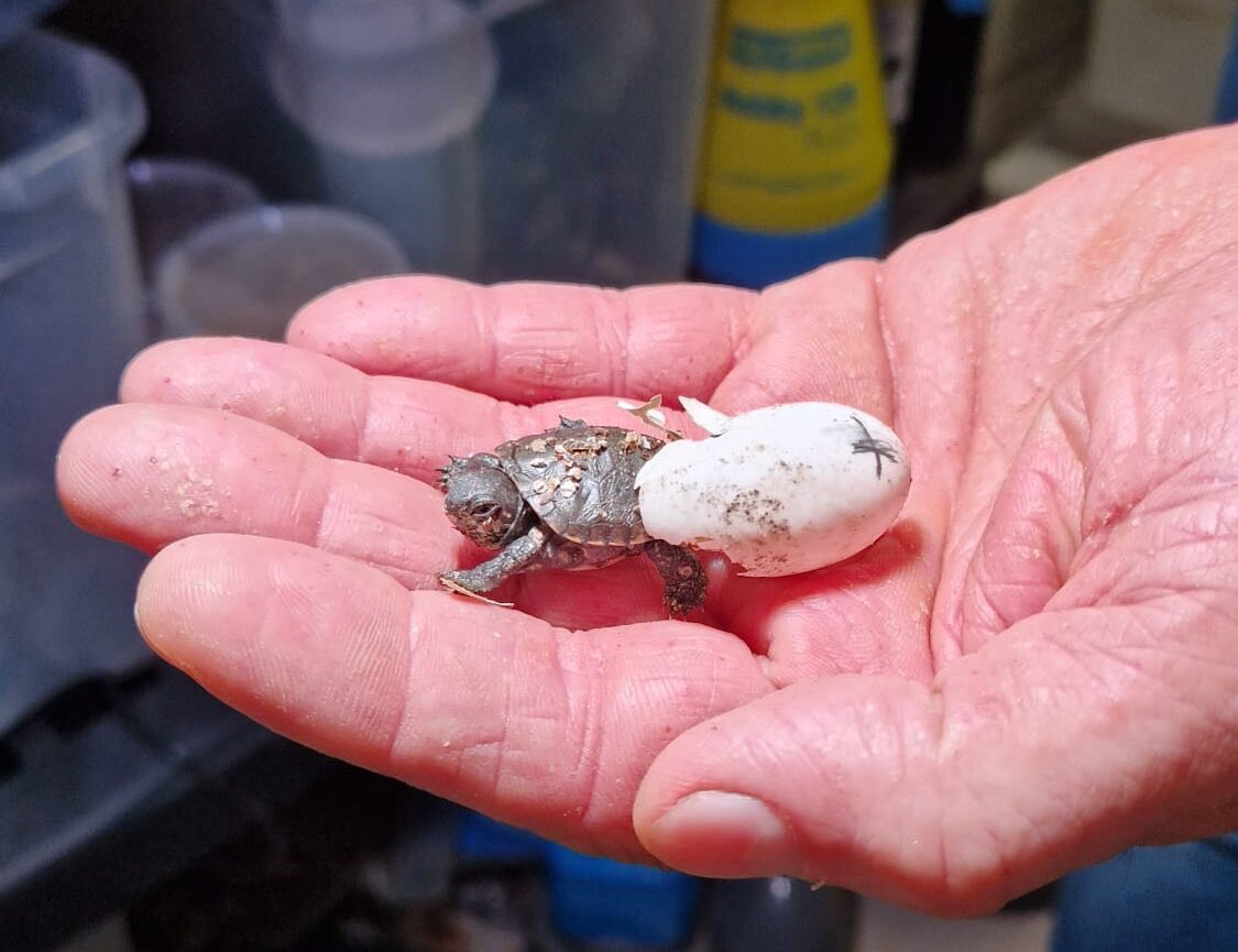 ProjectEmysR's tweet photo. 🐢 Baby boom @SEALIFESpeyer 

First #Emys #turtle hatchlings of the year in the captive facility providing individuals for #reintroduction in Germany. Eggs are incubated 30°C for promoting females since sex determination is temperature dependent in Emys. 

Photos by Arndt Hadamek https://t.co/vuA8DbLRUd