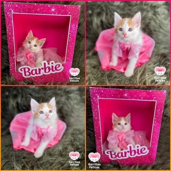 miau_02's tweet photo. La #Barbie mas linda https://t.co/qxLsP5zGP3