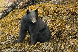 MikeBrunning's tweet photo. a Canadian Black Bear https://t.co/6vdy61BAHM