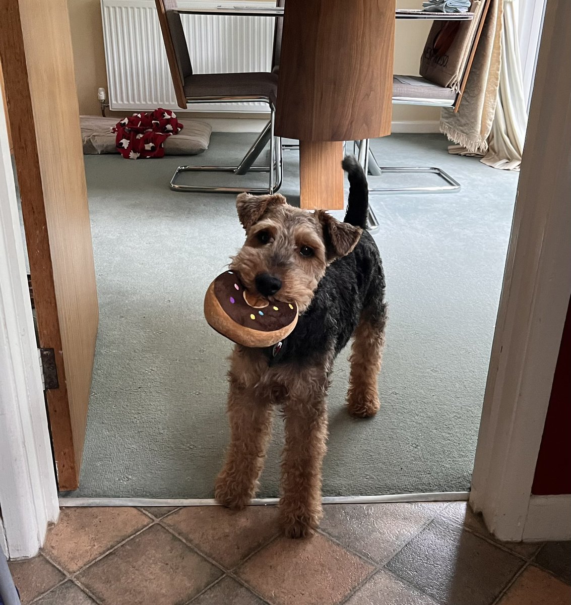 Afternoon pals!  I got a new squeak🍩.   🐾🐾