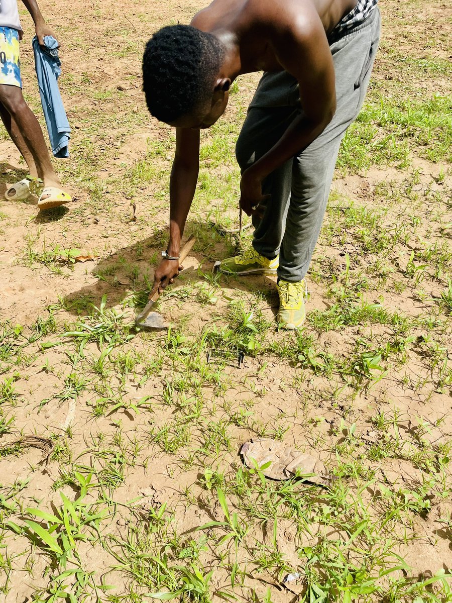 JallowDaniel's tweet image. Rainy season time to go back to the farm . Grow what you eat and eat what you grow . @peaceisreason  .