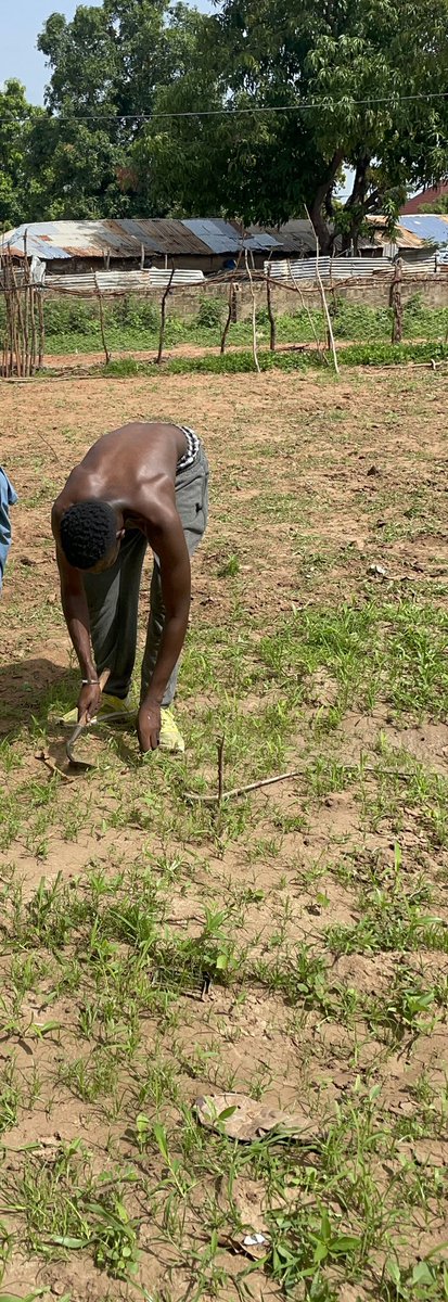 JallowDaniel's tweet image. Rainy season time to go back to the farm . Grow what you eat and eat what you grow . @peaceisreason  .