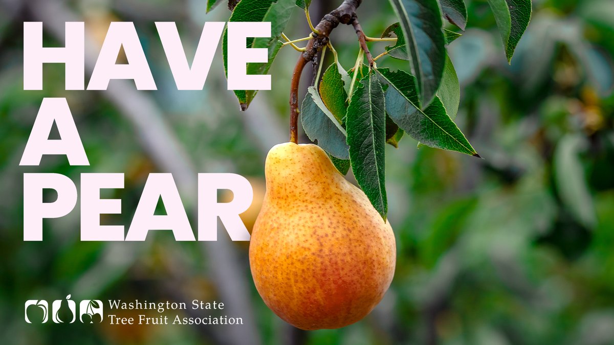 WATreeFruit's tweet photo. Pears can do it all! They're great for salads and desserts of course, but don't stop there. Check out this article from @tasteofhome  for some delicious pear pairings! https://t.co/3Uq6YiJ76z https://t.co/rvgeHvBG4p