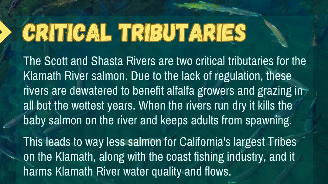 SaveCaliSalmon's tweet photo. We need your help to protect & restore #klamathriver salmon.
Support @TheKarukTribe petition to stop the dewatering of the Scott River and help make sure we do not have more years of salmon fishing closures.
#ClimateJustice #fishneedwater #NativeAmericans
@Cal4Justice @Y_Vs_A https://t.co/E66X94JdKp