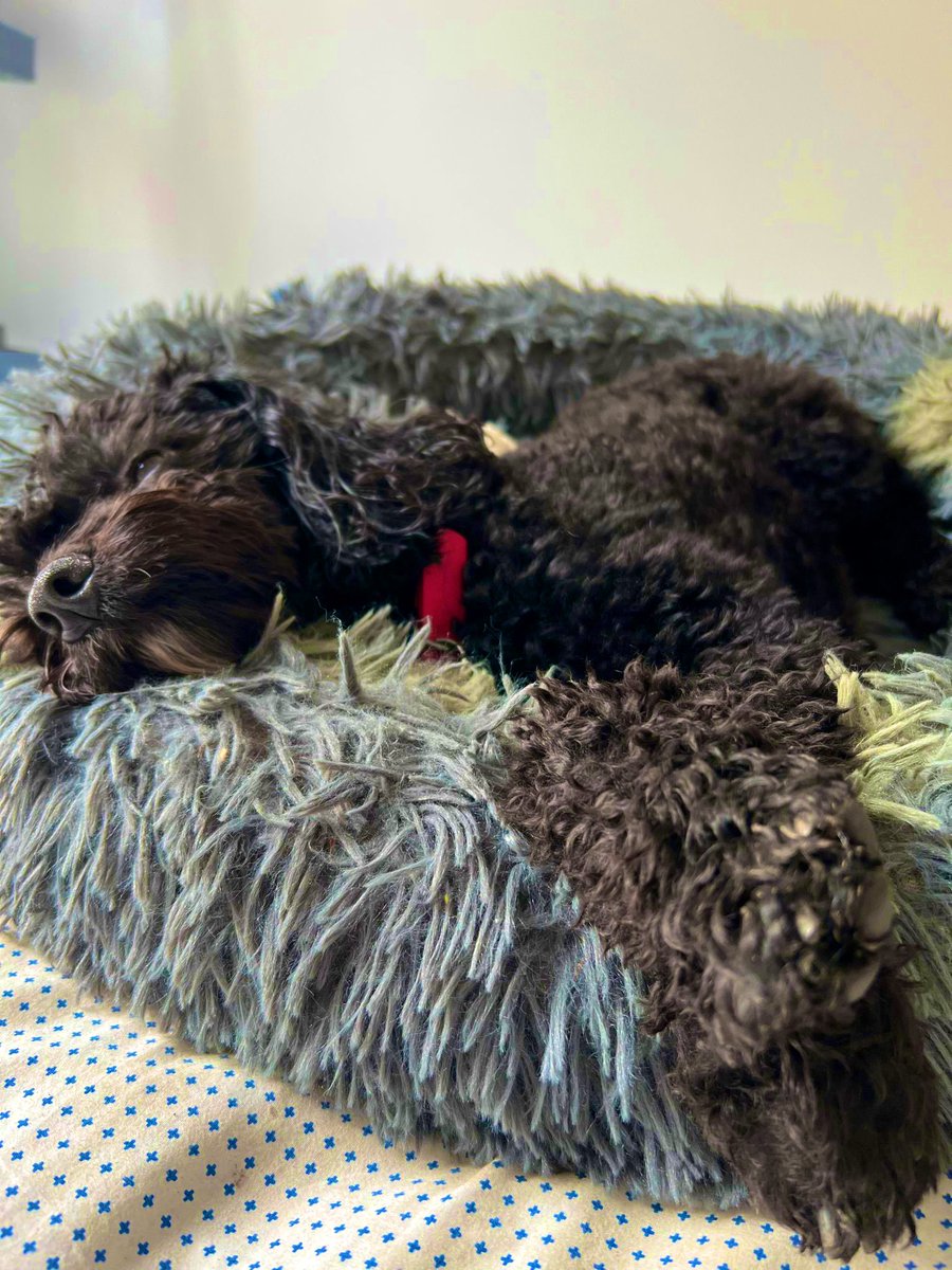 DogFriendsClub's tweet photo. Where does the bed start and the dog end?! #calmingbed #dogbed #anxiousdog #calm #dog #dogs #ukdogs #doglover #puppy #tireddog #sleepydog #puppylove #dogsuk https://t.co/Hw3UTkuW9A