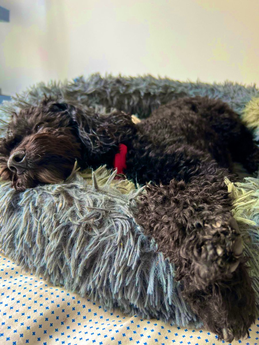 Where does the bed start and the dog end?! #calmingbed #dogbed #anxiousdog #calm #dog #dogs #ukdogs #doglover #puppy #tireddog #sleepydog #puppylove #dogsuk