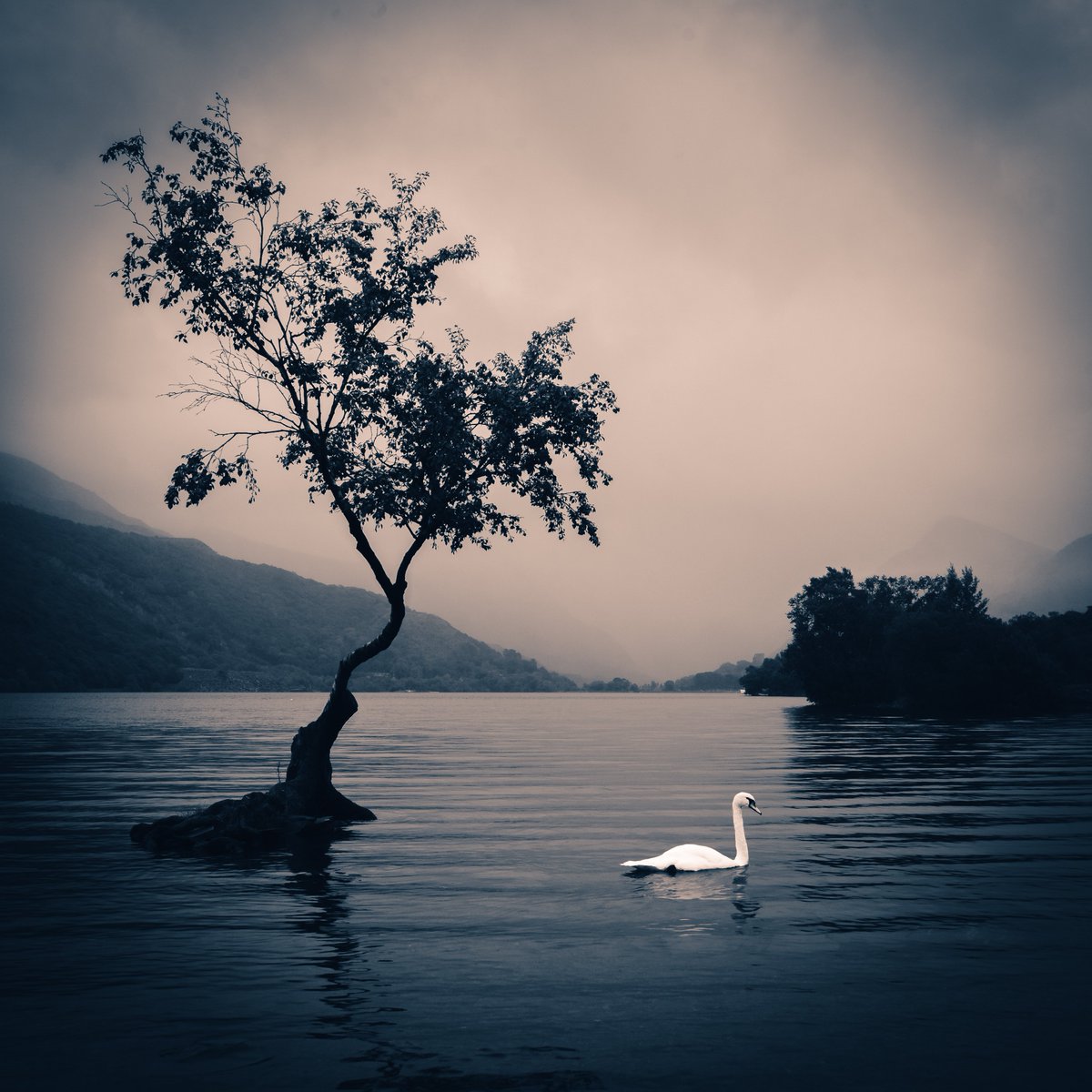 Probably my fav snap from our adventure to North Wales last weekend. Nice that the swan came to say #hello 😄

#picoftheday #swan #lake #lonetree #tree #blackandwhite #blackandwhitephotography #tranquil #bluehour #landscapephotography #visitsnowdonia #visitwales