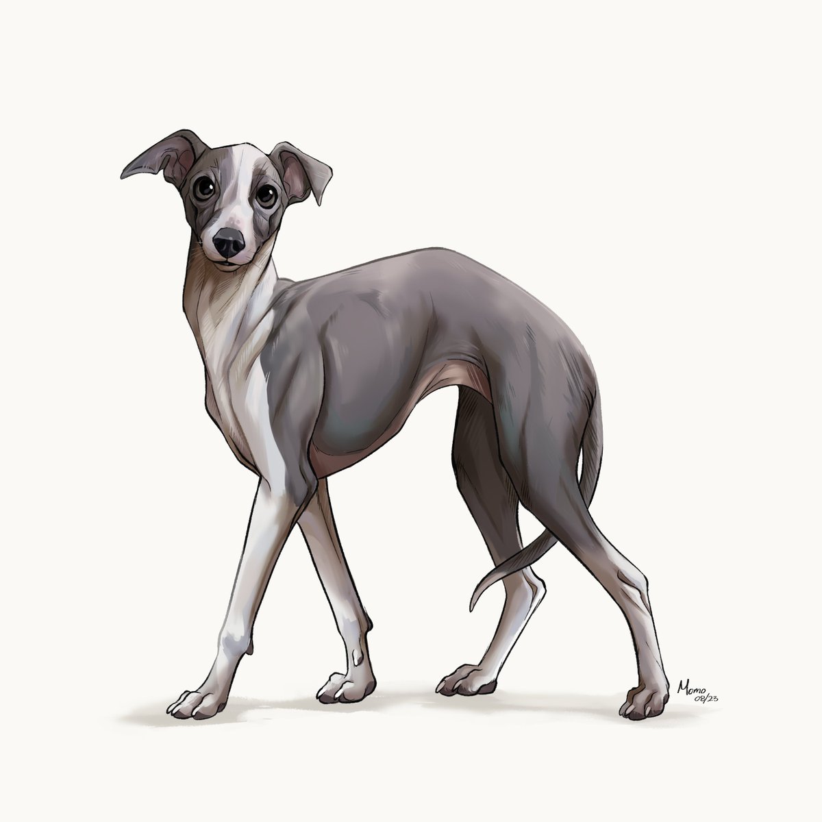 #doggust Day 7 italiangreyhound ✨️
#doggust2023