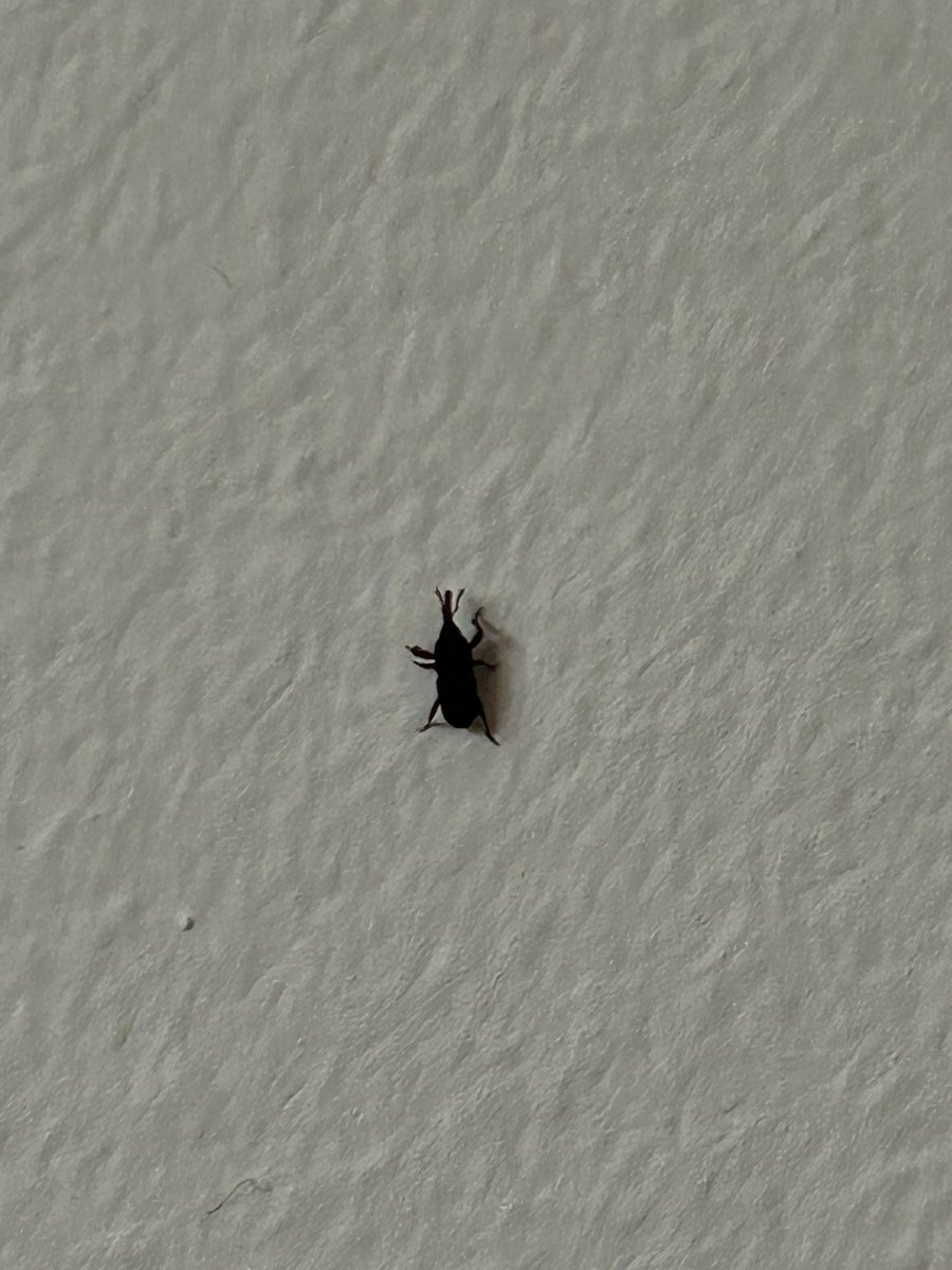 amy_trevor tweet media