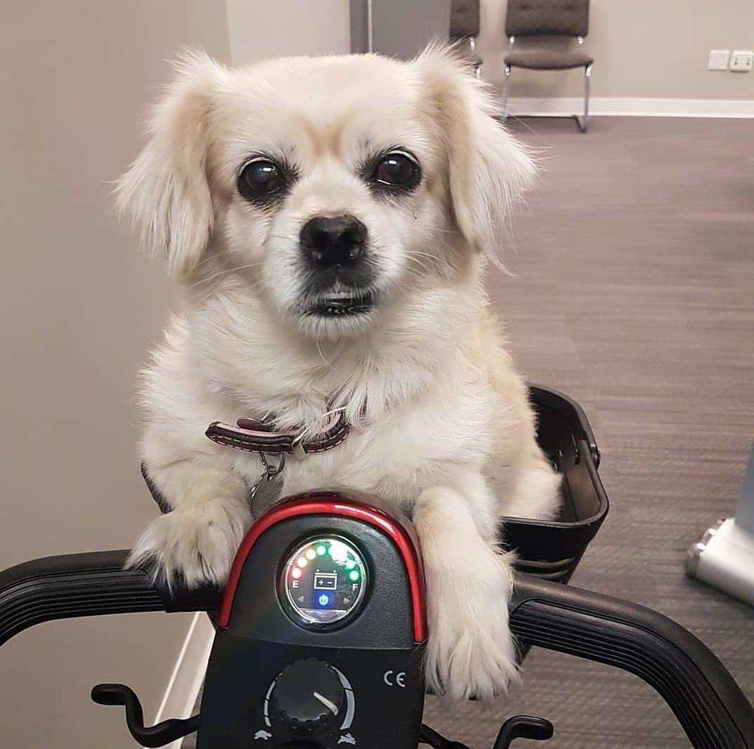 greengaljo's tweet photo. We will miss you and love you forever, dear Daisy, our favourite furry family member, friend, co-worker and cuddle buddy. You were one of a kind and the kindest pup to everyone you encountered.

Be well, Daisy girl.

With love, the #GreeneryCalgary team. (Part 4)

❤️🐾💚🐾 https://t.co/AR4J8FbNoA